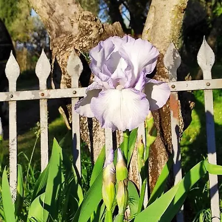 La Casina Di Iris 3* Arezzo