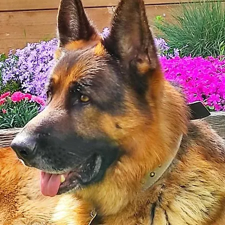 La Casina Di Iris Arezzo