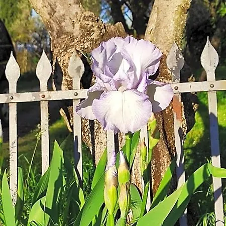 La Casina Di Iris 3*
