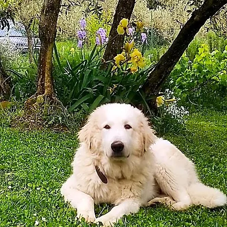 Bed & Breakfast La Casina Di Iris Arezzo